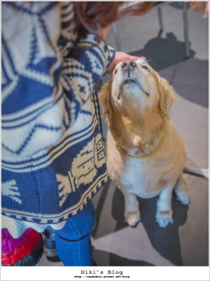 部落客與門市的黃金獵犬合照