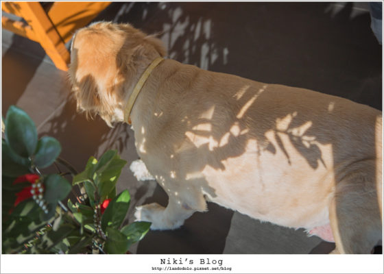 門市的黃金獵犬躺在門口曬太陽