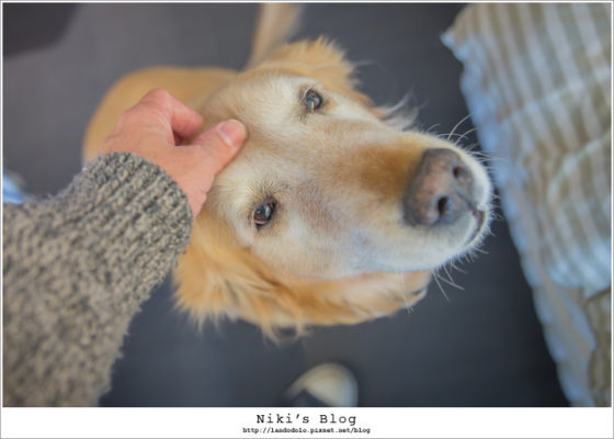 部落客摸門市黃金獵犬的頭